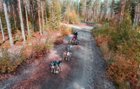 Rovaniemi, Husky Safari Tour & 6-10 km Selbstfahrendes Mushing - Hizvo