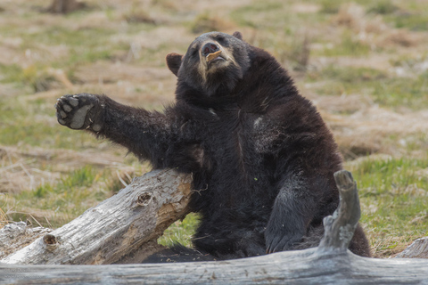 Anchorage: Alaska Wildlife Tour with Hotel Pickup