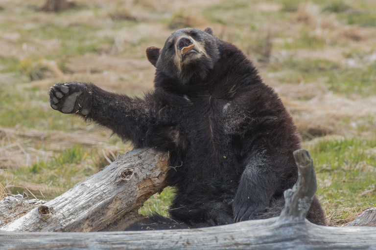 Anchorage: Alaska Wildlife Tour with Hotel Pickup