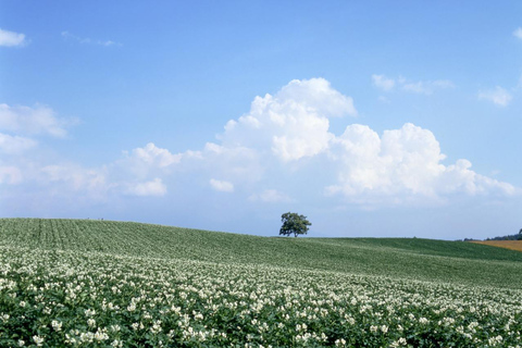 Hokkaido Summer Nature Experience: Furano & Biei