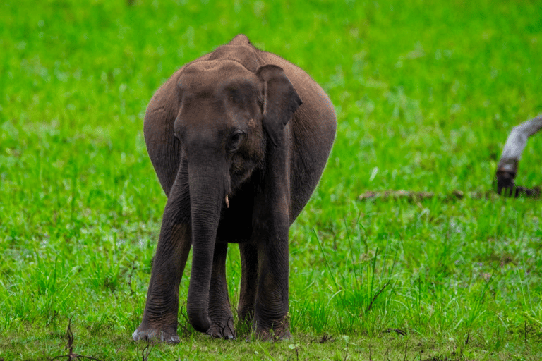 Polonnaruwa Cycling: Paddy-Field Lunch with Eco Park Safari All-Inclusive Package