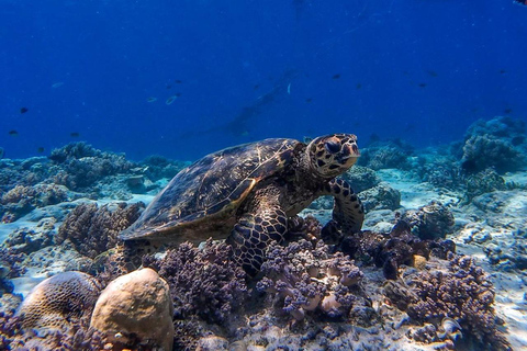 Lombok: Gili Air, Meno & Trawangan Snorkeling & Turtle Spot Harbor to Gili Islands Boat Tour Only