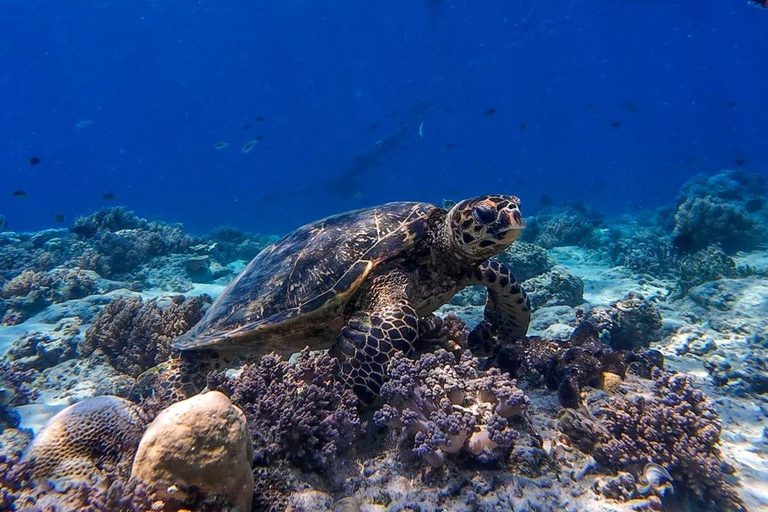 Lombok: Gili Air, Meno & Trawangan Snorkeling & Turtle Spot Harbor to Gili Islands Boat Tour Only