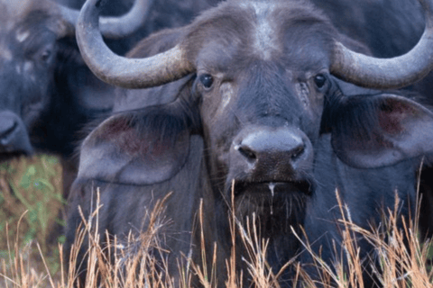 Chobe National Park 2-Day Safari with Transfers