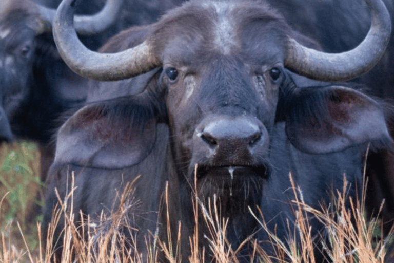 Chobe National Park 2-Day Safari with Transfers