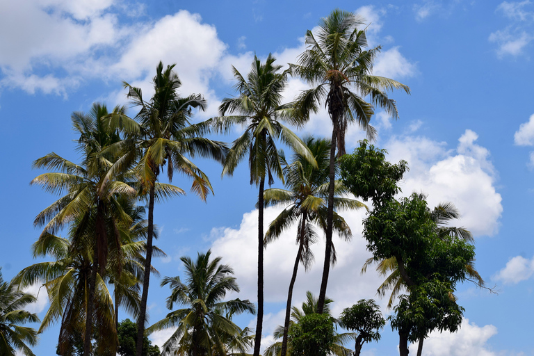 Moshi: Rau-Wald (Wanderung oder Radtour)Wandern im Rau-Wald