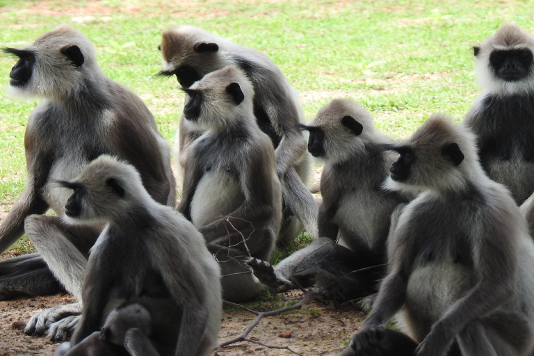 From Ella & Yala Safari and drop Waligama, Mirissa, Tangalle Yala Leopard and Elephants safari Full day