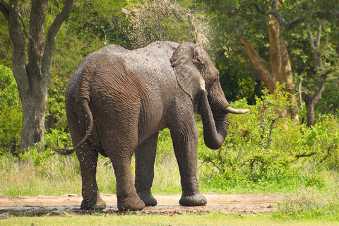 Uganda: 3-dniowe safari w Parku Narodowym Królowej Elżbiety