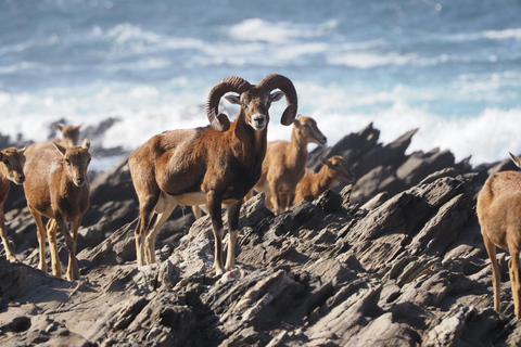 من ستينتينو جولة شاحنة أسينارا الصغيرة