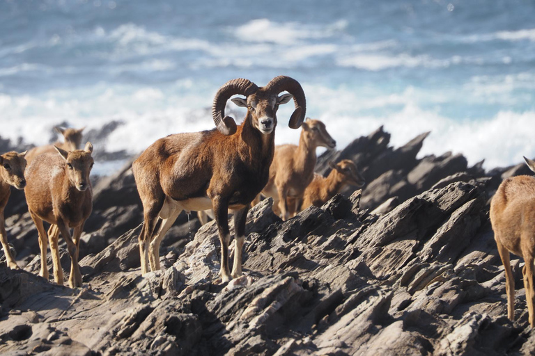 من ستينتينو جولة شاحنة أسينارا الصغيرة