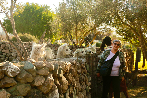 Santiago: Tour di Valparaiso, Viña del Mar e della Valle di Casablanca