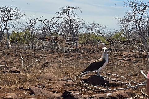 North Seymour Island: Heldagsutflykt till Galapagos