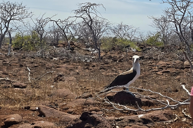 North Seymour Island: Heldagsutflykt till Galapagos