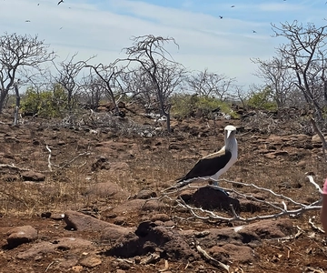 Isola di Seymour Nord: Tour delle Galapagos di un giorno intero