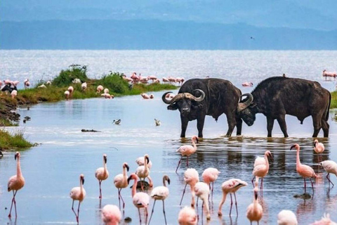 Excursion d'une journée au lac Nakuru et tour en bateau à Naivasha