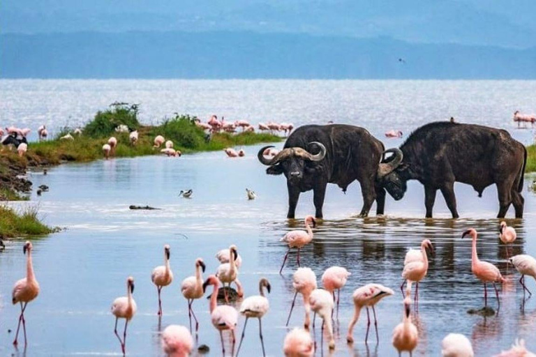Excursion d'une journée au lac Nakuru et tour en bateau à Naivasha