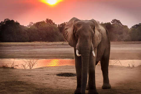 Tanzania Safari: Explore Tarangire and Lake Manyara's Wilds