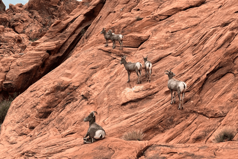 Las Vegas: Hoover Dam, Valley of Fire, Boulder City Day Tour Las Vegas: 6 Hour Small Group Tour Hoover Dam/Valley of Fire