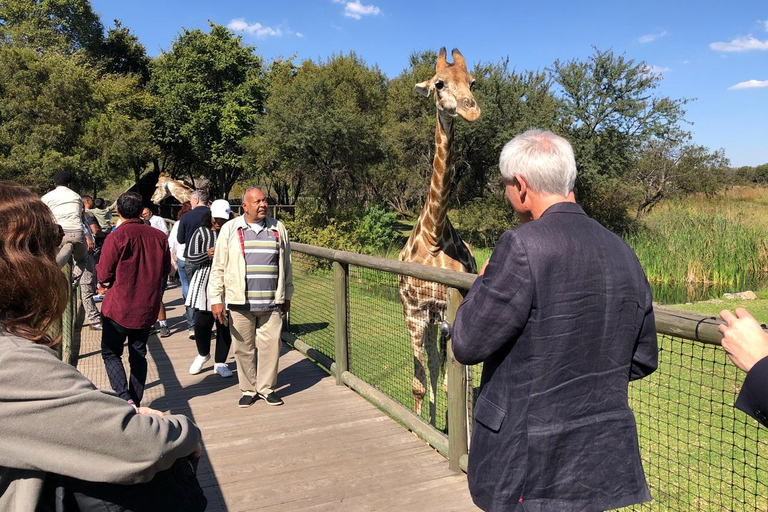 Johannesburg : Safari à l&#039;éléphant, à cheval et au lion