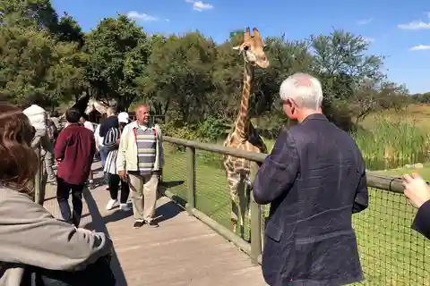 ヨハネスブルグ象と乗馬とライオンのサファリツアー