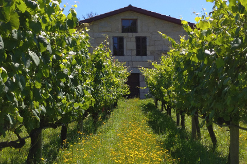 Galicia: Bodega Corisca Winery Tour and Wine Tasting