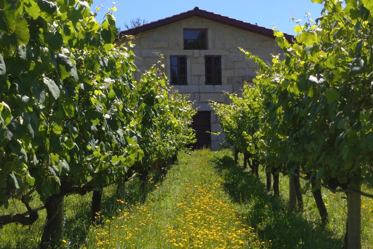 Galicia: Bodega Corisca Winery Tour and Wine Tasting
