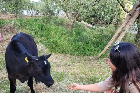 Amalfi: Milk the cows, Make Pasta, Mozzarella and Tiramisù! Private Cooking Class