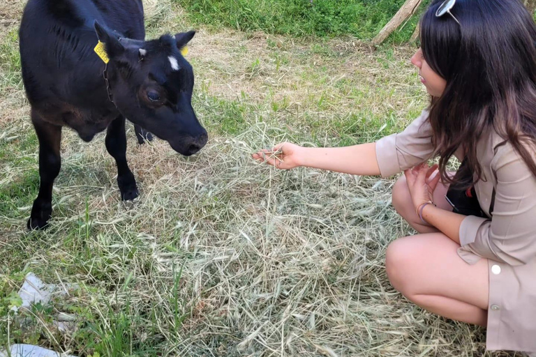 Amalfi: Milk the cows, Make Pasta, Mozzarella and Tiramisù! Private Cooking Class