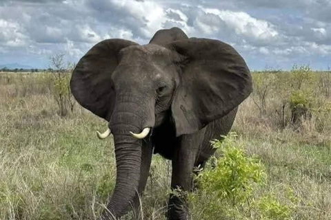 Zanzibar: Mikumi National Park Safari with Flight