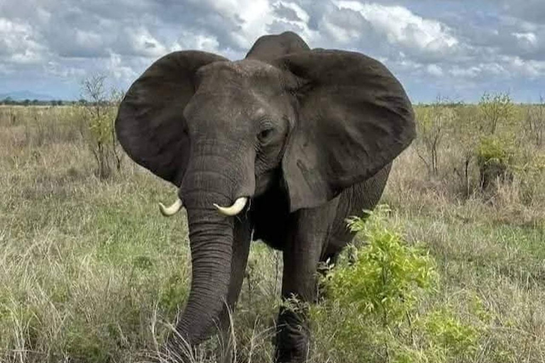 Zanzibar: Mikumi National Park Safari with Flight