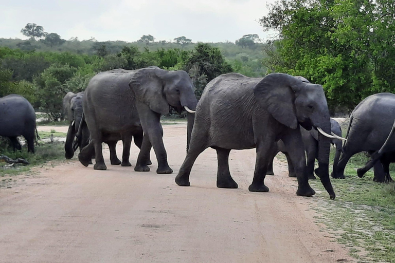 Kruger National Park Safari - 3 Day