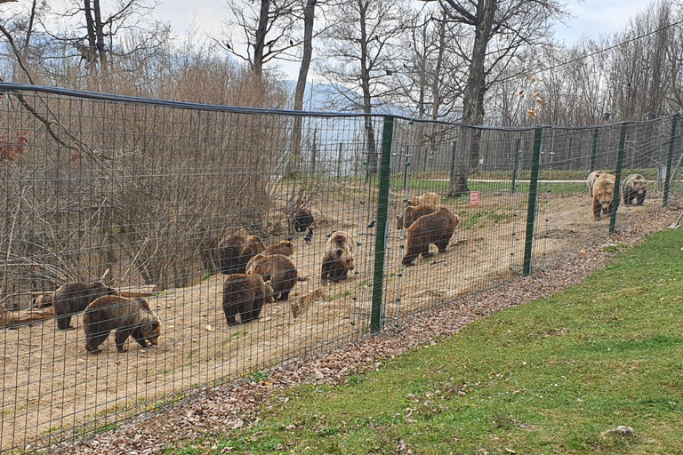 Bucarest: Santuario de osos, castillo de Bran y excursión de un día a Brasov