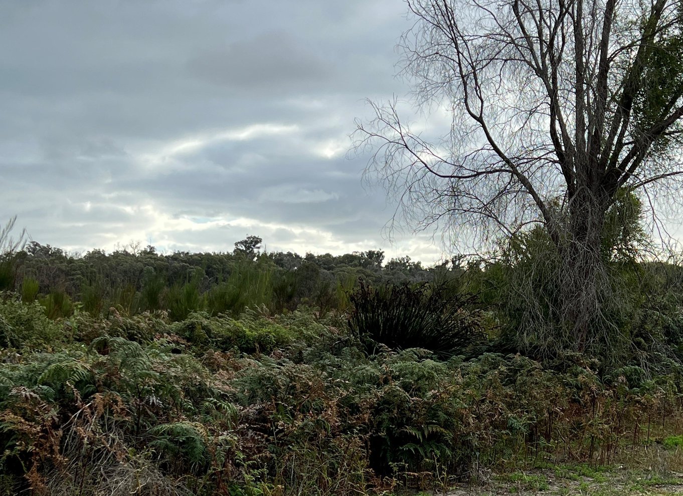 Perth: Solnedgang og stjernekiggeri i Pinnacles Desert med middag