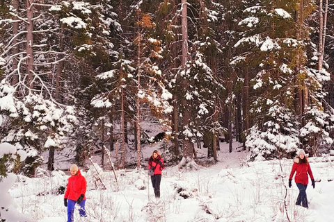 Oslo: Landschaftliche Wanderung mit norwegischem Guide & traditionellem EssenOslo: Wandern, norwegisches Essen & atemberaubende Aussicht