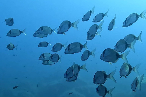 First Scuba Diving Experience in Calvi (From 8 yo) Calvi: Discover Scuba Diving