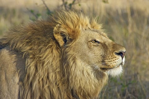 Jaipur: Nahargarh Biological Park Entry Ticket