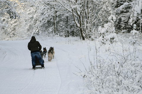 Riga: Experiência de trenó puxado por cães husky