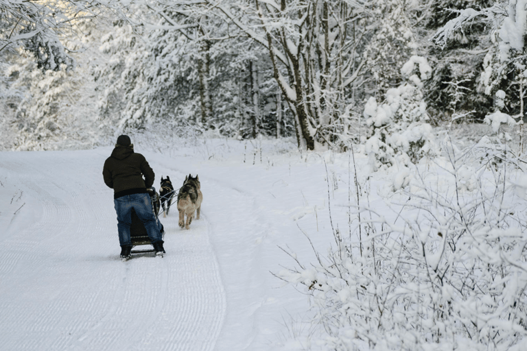 Riga: esperienza di slitta trainata da cani huskyRiga: Esperienza di slitta trainata da cani husky