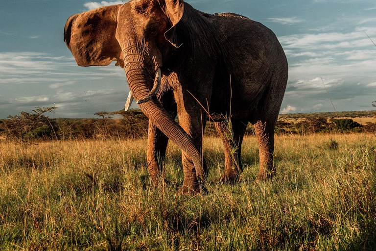 Masai Mara, Amboseli, Nakuru, & Naivasha Lakes 7-Day Safari