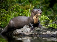 Puerto Maldonado, Sandoval Lake Full Day - Housity