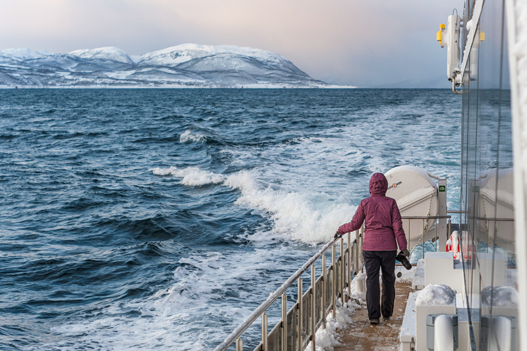 Tromsø: Walbeobachtungstour mit dem hybrid-elektrischen KatamaranAb Tromsø: Whale Watching-Tour per Hybrid-Elektro-Katamaran