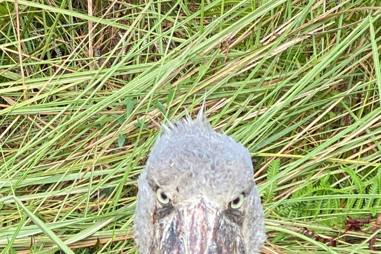 Mabamba: Shoebill Birdwatching Tour by Canoe LOCATION: Mabamba Shoebill Birdwatching Tour by Canoe