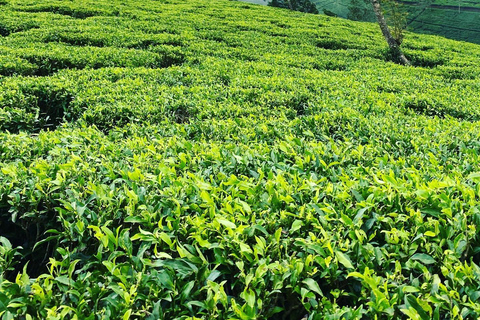 Bentota : Excursion d&#039;une journée à Ella avec promenade en train et visite d&#039;une cascade