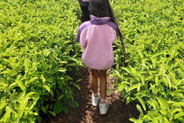 Nairobi: excursão de meio dia a uma fazenda de chá com almoço e degustação de chá.Nairóbi: Passeio de meio dia para tomar chá com almoço e degustação de chá.