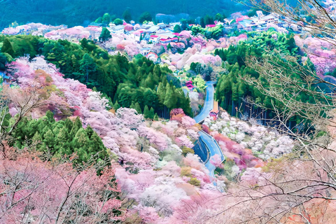 A Thousand Blossoms & Deer: Nara Spring Day Tour