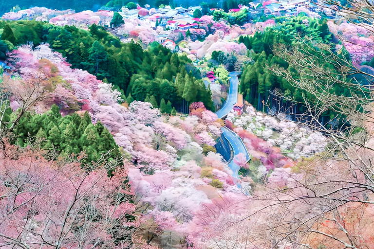A Thousand Blossoms & Deer: Nara Spring Day Tour