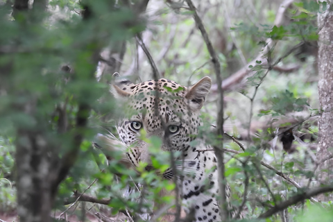 Excursão de 5 dias com tudo incluído para o Kruger e Pano saindo de JHB