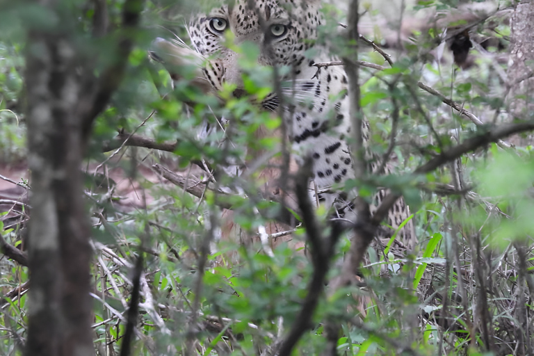 Excursão de 5 dias com tudo incluído para o Kruger e Pano saindo de JHB