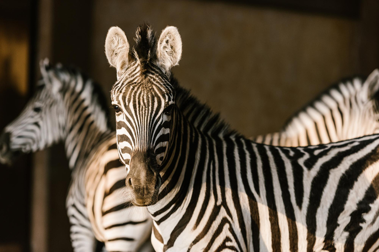 Desde Cracovia: viaje en zoológico con traslado