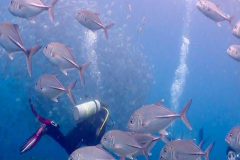 From Manila: Beginner's Scuba Diving Experience
